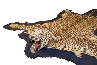 Lot 872 - Good early 20th century P. Spicer & Sons Leopard skin rug, named to underside of backing, 238cm nose to tail, 156cm paw to paw