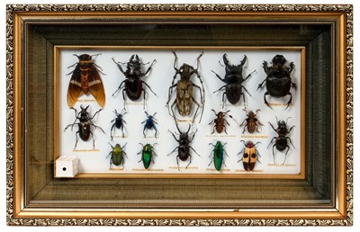 Lot 928 - A glazed display of exotic beetle specimens