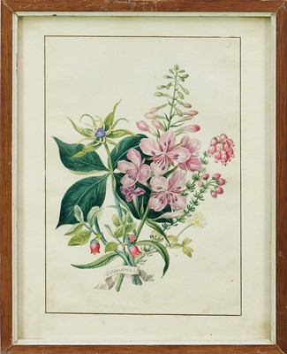 Lot 1084 - Attributed to Edward Lear (1812-1888) set of four botanical watercolours, each named and numbered