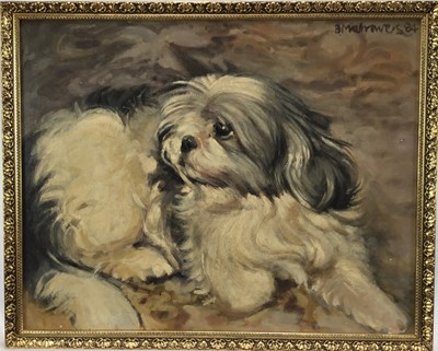 Lot 108 - B. Matrowers, oil on canvas laid on board, very hairy dog, signed and date '84, in gilt frame. 39 x 49cm.