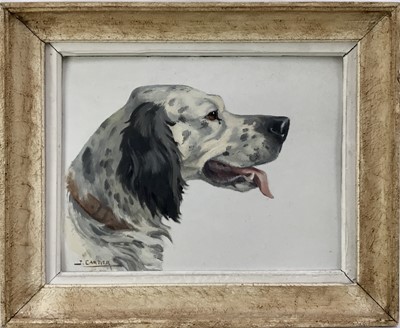 Lot 114 - Jacques Cartier (1907 - 2001), oil on board, head and shoulders study of an English Setter, signed, in painted frame. 26 x 33cm.