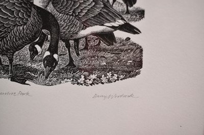 Lot 1182 - Barry Woodcock, contemporary, signed limited edition wood engraving, Canada Geese in Wivenhoe Park, 31/150, 17cm x 19.5cm, in glazed frame