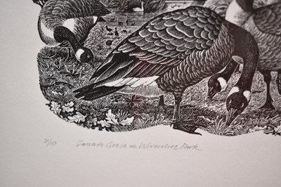 Lot 1182 - Barry Woodcock, contemporary, signed limited edition wood engraving, Canada Geese in Wivenhoe Park, 31/150, 17cm x 19.5cm, in glazed frame