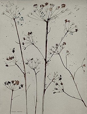 Lot 75 - Helen Clarke, Contemporary British School. Ink study on paper, seed heads. Overall including box frame 52x42cm.