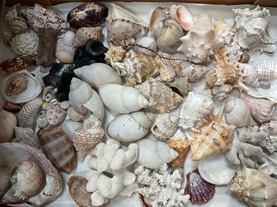 Lot 207 - Extensive collection of sea shells of the world