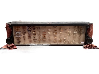 Lot 1262 - Victorian wall hanging glazed case containing a selection of named butterflies