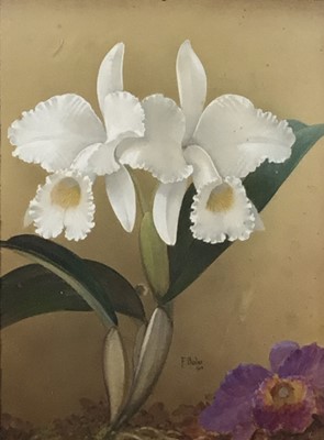 Lot 65 - F. Bolas, heightened watercolour of orchids, dated 1915, 34cm x 26cm, framed and glazed