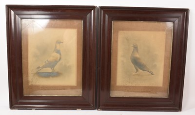 Lot 806 - Pair of Early 20th century photographs of racing pigeons, framed with inscriptions