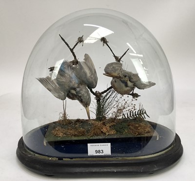 Lot 983 - Edwardian glass dome containing a pair of Kingfishers perched on branches, 28cm high