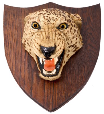 Lot 935 - Early 20th century leopard head on oak shield