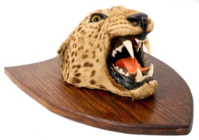 Lot 935 - Early 20th century leopard head on oak shield