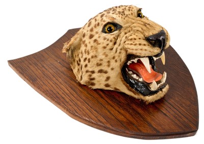 Lot 935 - Early 20th century leopard head on oak shield