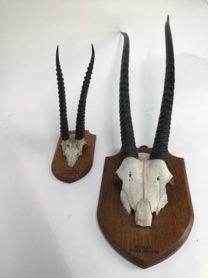 Lot 953 - Pair of Ibex horns mounted on oak shield and a pair of gazelle horns on oak shield, both 'Kenya Nov. 1929-March 1930', both by Edward Gerrard & Sons, London