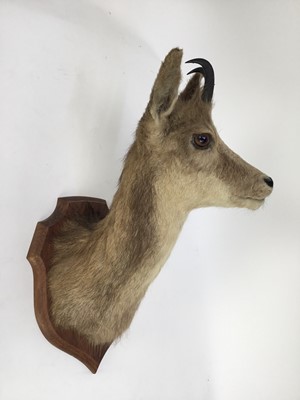 Lot 959 - Chamois head and neck mount, on oak shield