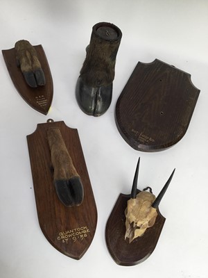 Lot 938 - Group of taxidermy to include a red deer slot by Edward Gerrard dated 1958, another by Coles & Sons dated 1947, Wilderbeast foot, a dikdik skull and a 1920s Gerrard shield