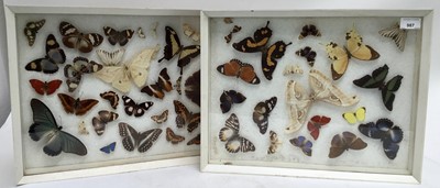 Lot 1183 - Four cased displays of butterflies and moths, modern casing