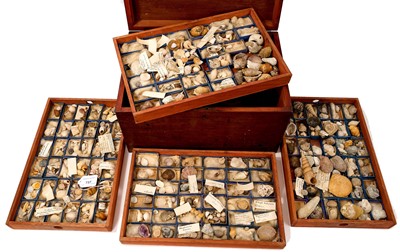 Lot 737 - Victorian collection of shells and fossils