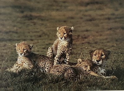 Lot 29 - Steven Townsend, pencil signed limited edition print of a family of leopards, framed and glazed