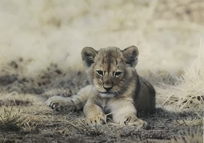 Lot 34 - Steven Townsend, pencil signed limited edition print of a lion cub, 20/500, 30cm x 43cm, framed and glazed