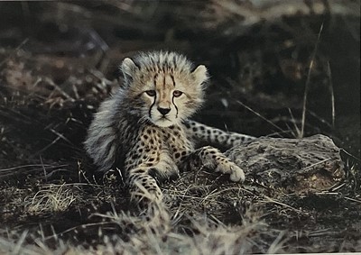 Lot 310 - Steven Townsend, pencil signed limited edition print of a leopard cub, 415/500, 30cm x 43cm, framed and glazed