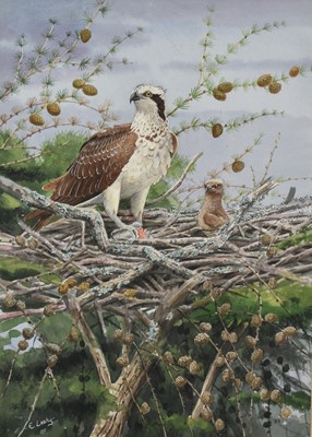 Lot 1207 - Ernest Leahy (b.1942) watercolour - Osprey and Chick, signed, inscribed verso, 51cm x 36cm, in glazed frame