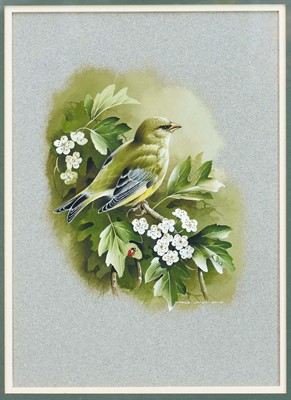 Lot 1215 - Terance Bond (1946-2023) watercolour, Greenfinch on a Branch, signed, 35cm x 25cm, in glazed gilt frame