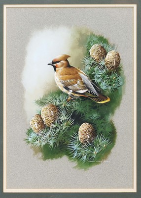 Lot 1216 - Terance Bond (1946-2023) watercolour, Waxwing on a Branch, signed, 43cm x 30cm, in glazed gilt frame