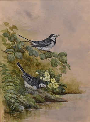 Lot 1001 - Jenny Myers, 20th century, watercolours - Pied Wagtails, signed, 38cm x 28cm, in glazed frame