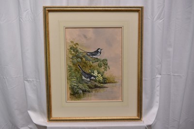Lot 1001 - Jenny Myers, 20th century, watercolours - Pied Wagtails, signed, 38cm x 28cm, in glazed frame