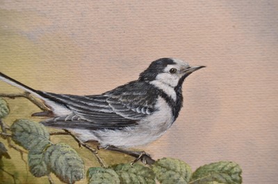 Lot 1001 - Jenny Myers, 20th century, watercolours - Pied Wagtails, signed, 38cm x 28cm, in glazed frame