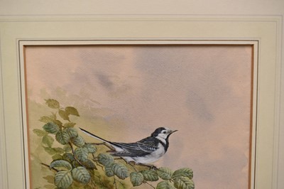 Lot 1001 - Jenny Myers, 20th century, watercolours - Pied Wagtails, signed, 38cm x 28cm, in glazed frame