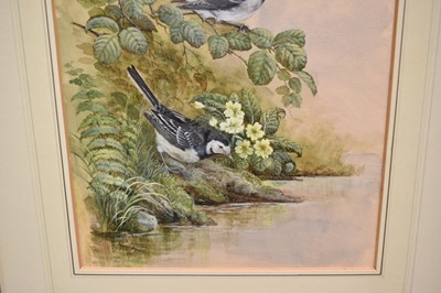 Lot 1001 - Jenny Myers, 20th century, watercolours - Pied Wagtails, signed, 38cm x 28cm, in glazed frame
