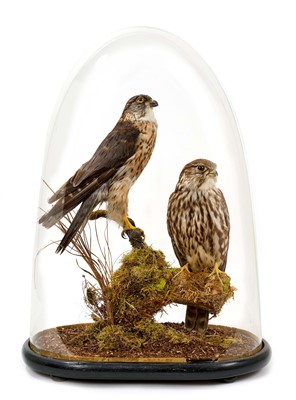 Lot 982 - Glass dome containing a pair of Merlins, male and female, in naturalistic setting (removed from a Victorian display and set under dome), 47cm high