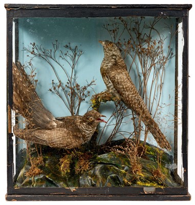 Lot 981 - Glazed case containing a pair of Male Cuckoos, in naturalistic setting, 43cm square