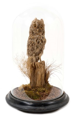 Lot 994 - Glass dome containing a Scops Owl, in naturalistic setting (removed from Victorian display and set under dome), 35cm high