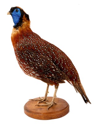 Lot 954 - Temminck Tracpan, uncased, modern mount, captive bird