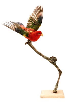 Lot 960 - Chattering Lory on a branch, uncased, modern mount, captive bird, 70cm high overall