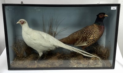 Lot 988 - Glazed containing a Leucistic Pheasant and a Common Pheasant in naturalistic setting, 50.5cm x 83cm