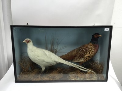 Lot 988 - Glazed containing a Leucistic Pheasant and a Common Pheasant in naturalistic setting, 50.5cm x 83cm