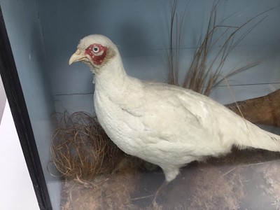 Lot 988 - Glazed containing a Leucistic Pheasant and a Common Pheasant in naturalistic setting, 50.5cm x 83cm