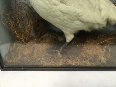 Lot 988 - Glazed containing a Leucistic Pheasant and a Common Pheasant in naturalistic setting, 50.5cm x 83cm