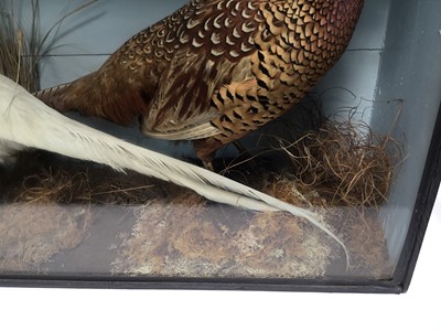 Lot 988 - Glazed containing a Leucistic Pheasant and a Common Pheasant in naturalistic setting, 50.5cm x 83cm