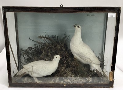 Lot 985 - Early 20th century glazed case containing a pair of Ptarmigan in naturalistic setting, 46cm x 62cm