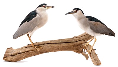 Lot 933 - Night Heron, male and female, set on a log, uncased, 81cm long overall