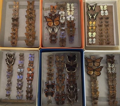 Lot 881 - Large collection, approximately 270, assorted butterflies and moths, mounted but not presented