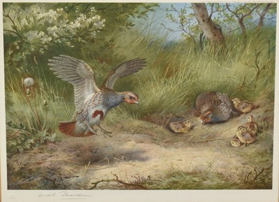 Lot 1237 - Archibald Thorburn (1860-1935) signed coloured print - English Partridges, published 1927 with blindstamp, 35.5cm x 48cm, in glazed frame