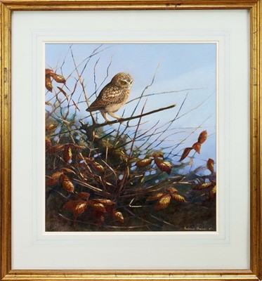 Lot 1153 - Andrew Haslen (b. 1953) oil on canvas board - A Little Owl, signed and dated '87, 54cm x 49cm, in glazed frame