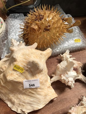 Lot 546 - Preserved puffer fish and a small group of shells