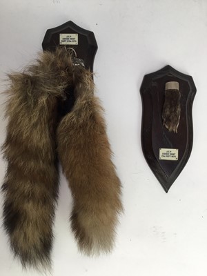 Lot 947 - Two 1970s Rowland Ward shields, one with a fox pad, the other with two fox brushes, named for the Essex Hunt September 1976