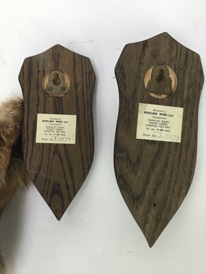 Lot 947 - Two 1970s Rowland Ward shields, one with a fox pad, the other with two fox brushes, named for the Essex Hunt September 1976